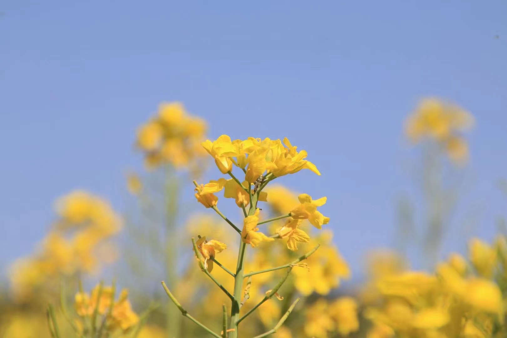 吹苑野风桃叶碧压畦春露菜花黄 摄影 湖北省审计厅